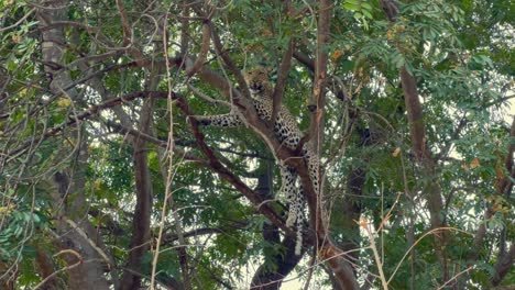 남 루앙가 국립공원 (zambia) 에 있는 나가지에 있는 호랑이 (panthera pardus)