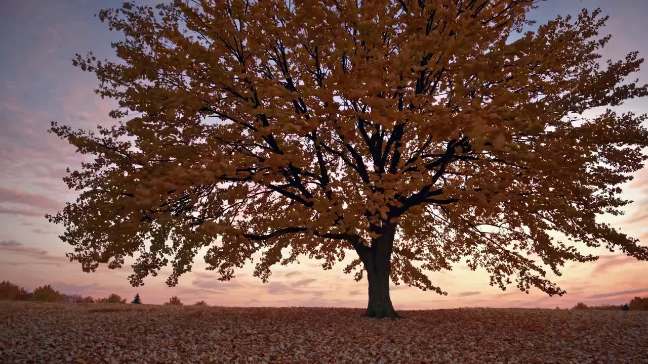 A serene video scene of a lone tree in autumn, captured from a low angle, showcasing vibrant leaves