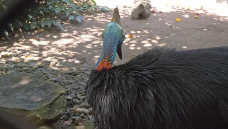 casuario acicalándose sus plumas - cerrar