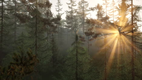 sun rays shining through a misty forest