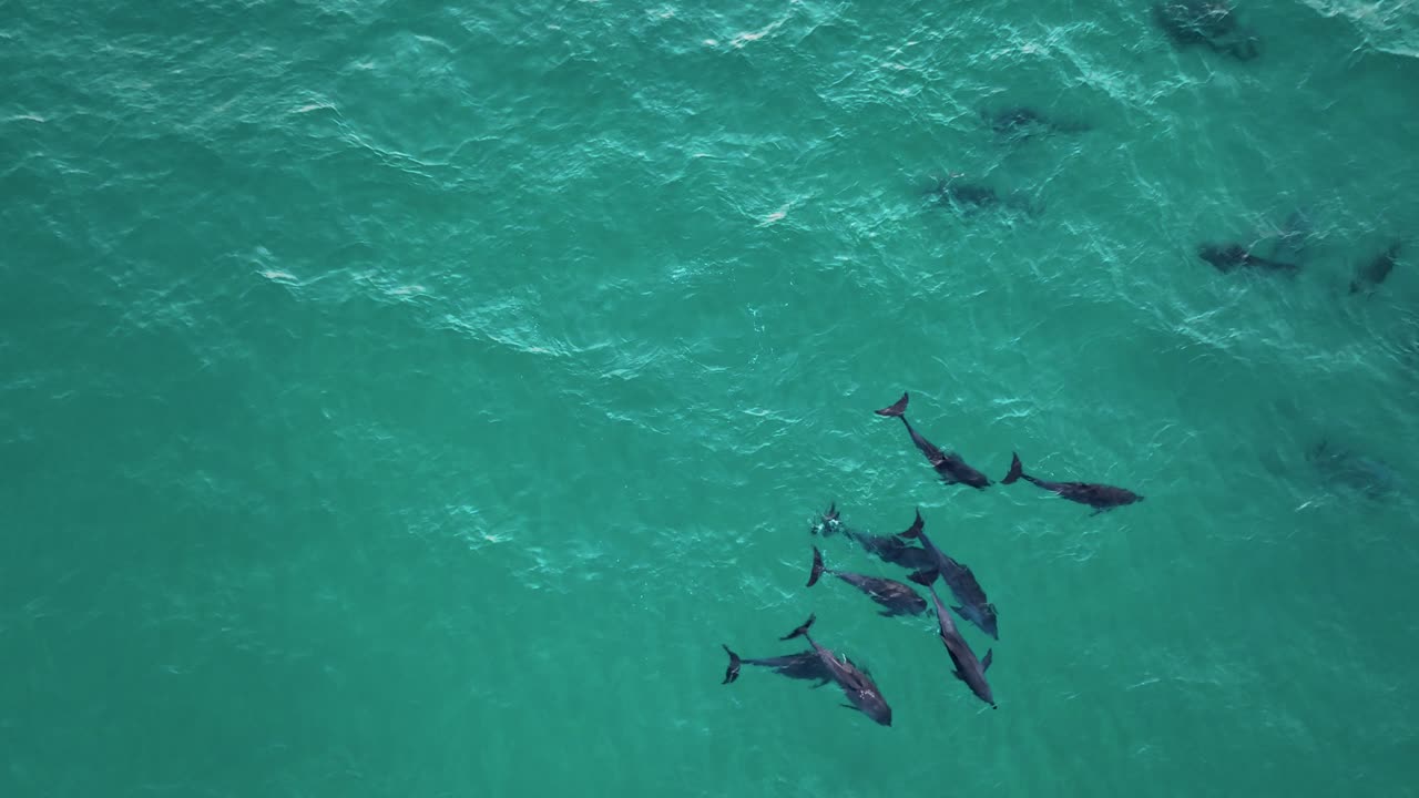 Dolphin Pod Swimming On The Blue Sea In The Indian Ocean, Socotra Island, Yemen