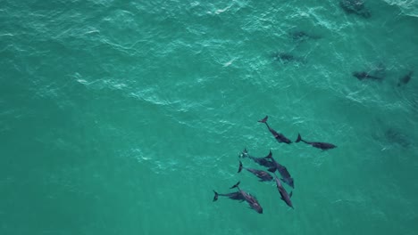 una manada de delfines nadando en el mar azul en el océano índico, isla de socotra, yemen