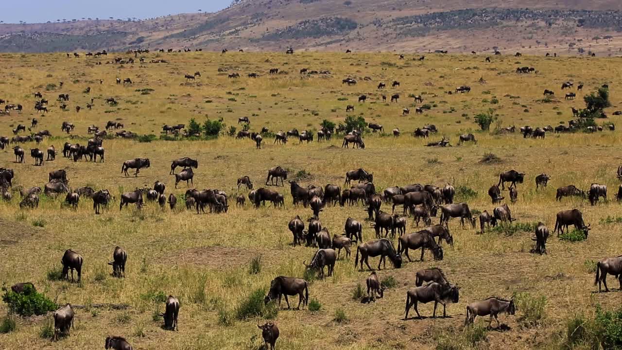 enorme manada de animales salvajes pastando y descansando en un campo de hierba verde en un caluroso día de verano en la sabana africana, kenia