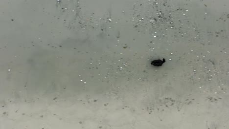 Top-down-view-of-a-Mini-Aussie-dog-spring-along-a-sandy-shoreline