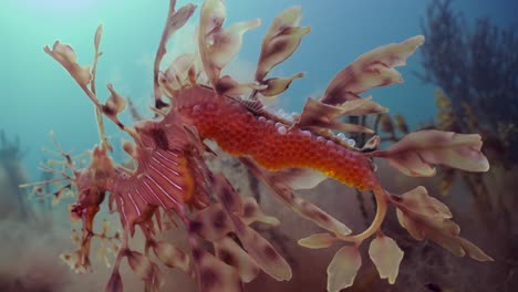 Dragón-De-Mar-Frondoso-Con-Huevos-4k-Cámara-Lenta-Sur-De-Australia