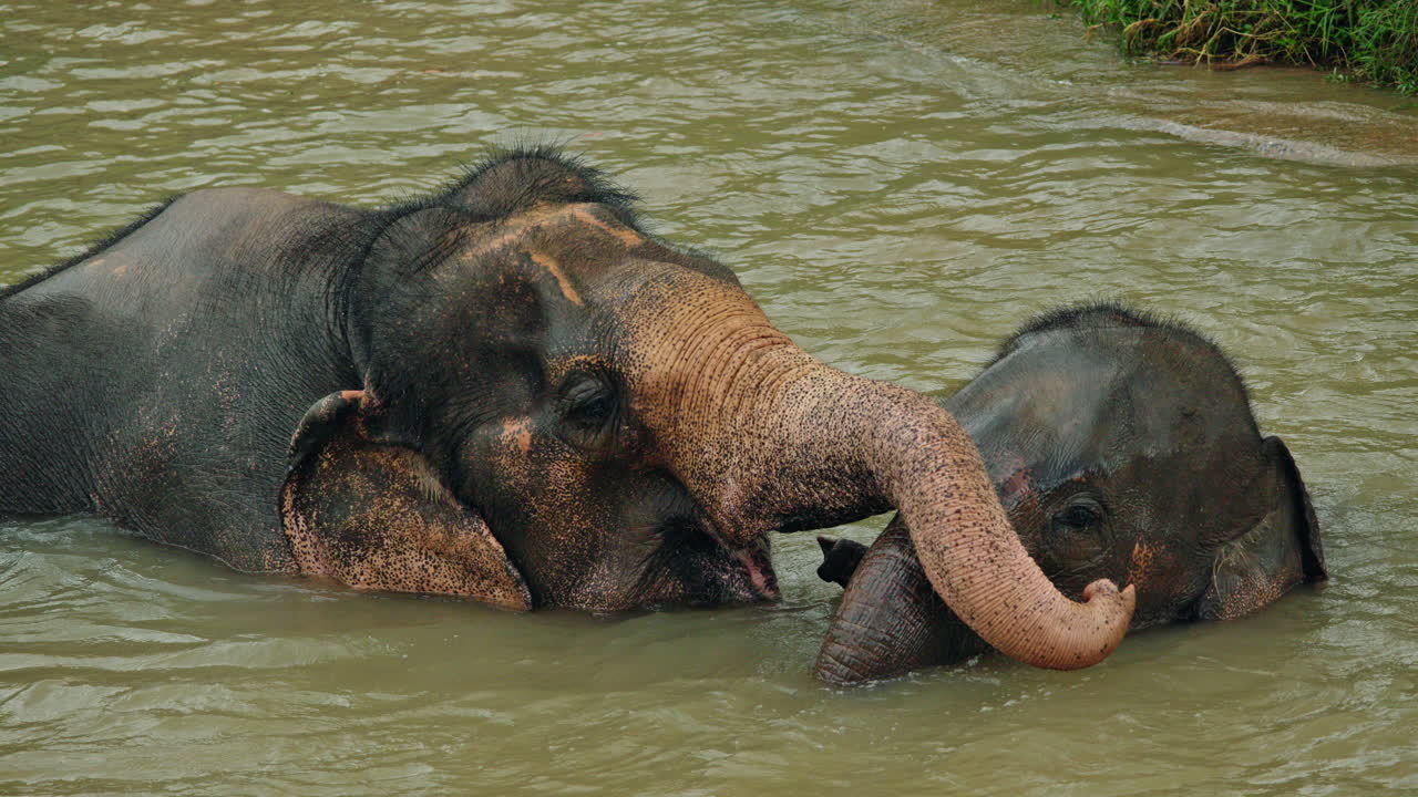 Elephants in Water