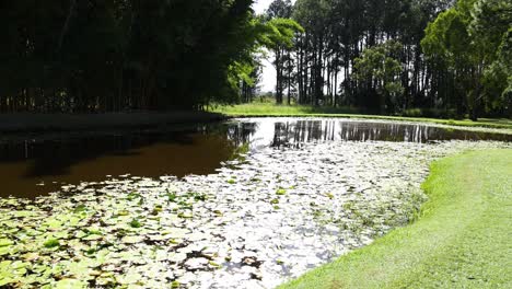 serene water surface covered with lotus leaves.