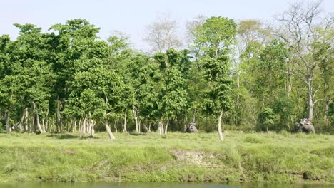 rainforest in the national park chitwan, nepal.