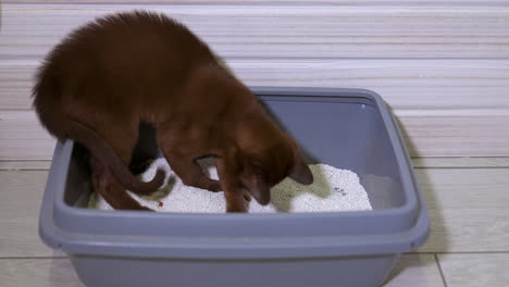 charming burmese cat indoors. funny pure-bred cat playing in a bowl with white sand. domestic kitten in its basin.