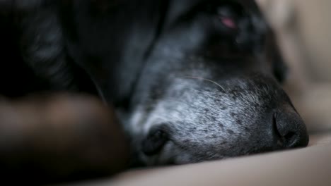 Close-up-view-of-an-elderly-black-dog's-nose-as-it-sleeps-on-a-couch