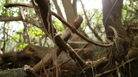 Wide-of-empty-woods-with-spiderweb-moving-with-the-wind