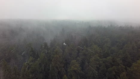 Una-Vista-Aérea-De-Un-Interminable-Bosque-De-Coníferas-En-Una-Nevada