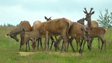 many deer graze in the green meadow in the deer garden