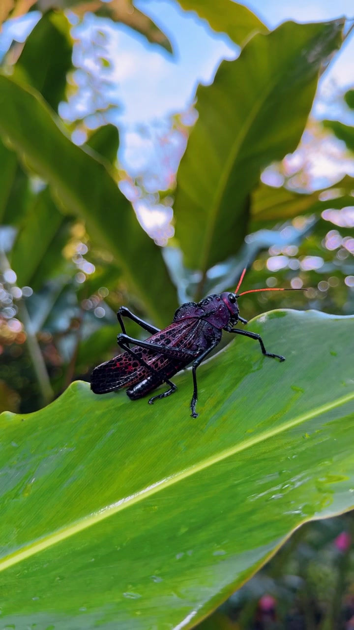 Imagen macro de saltamontes lubber morado sobre hoja, Costa Rica. Patas espinosas y antenas naranjas contrastan con el follaje tropical verde brillante