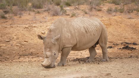 Ein-Großes-Nashorn,-Das-Den-Boden-Riecht