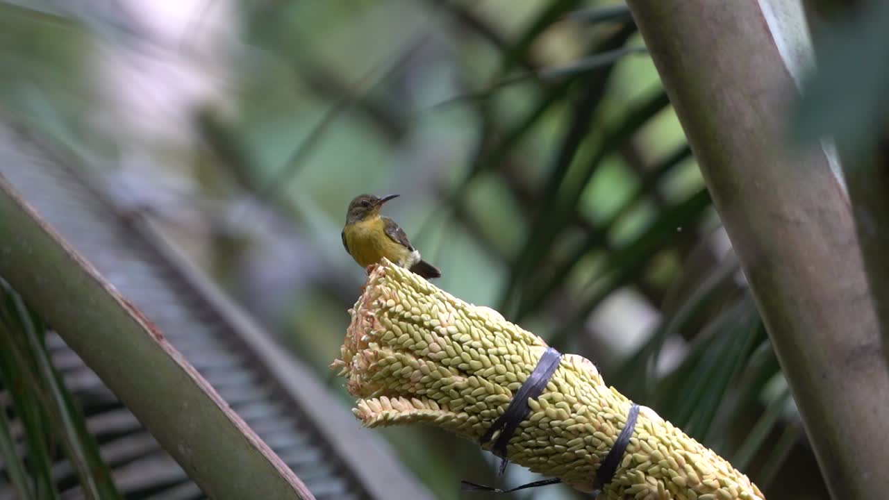 갈색 목의 새 (brown-throated sunbird or burung madu kelapa) 는 코코 숲에 앉아서 먹는다.