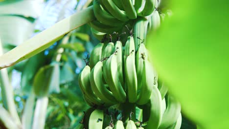 racimos de plátano verde colgando de un árbol en la selva caribeña, inclínate hacia arriba