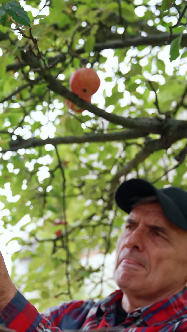 Old farmer stands near the branches with big green apples. Man harvesting fruit in his garden. Vertical video