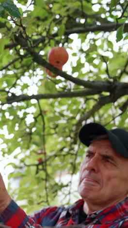 old farmer stands near the branches with big green apples. man harvesting fruit in his garden. vertical video