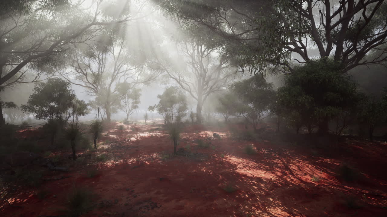 los rayos de sol brillan a través de la niebla en un exuberante bosque australiano