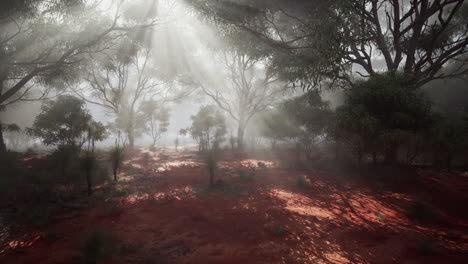 sunbeams shine through the mist in a lush australian forest