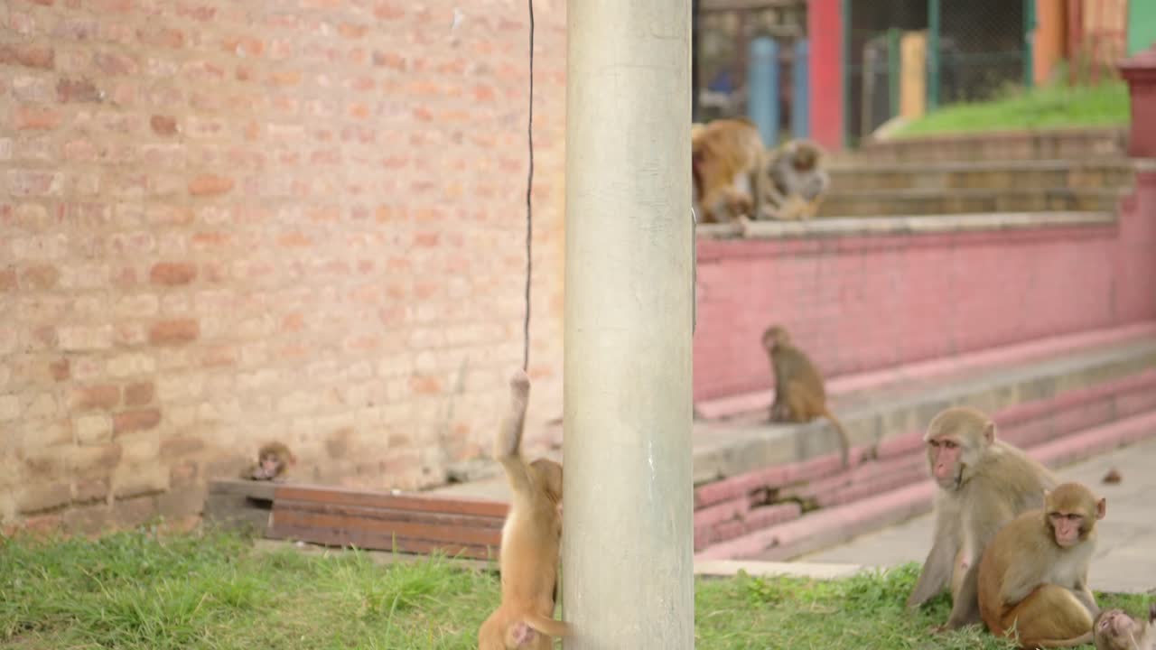 Funny Cheeky Baby Monkeys Playing in City, Urban Wildlife Funny Animals Shot of Playful Rhesus Macaque Monkey in Slow Motion Swinging on a Wire in Kathmandu in Nepal