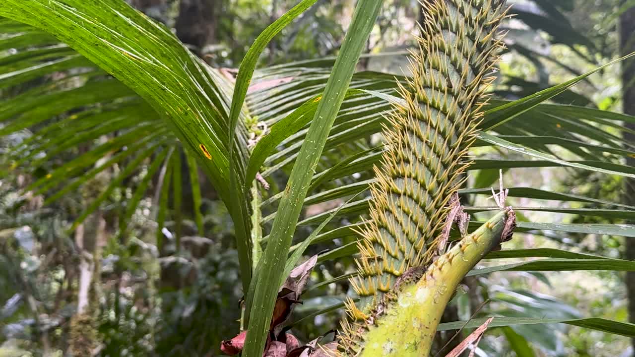 Detailed view of palm tree with spiked stem in lush rainforest setting. Natural lighting highlights the intricate textures