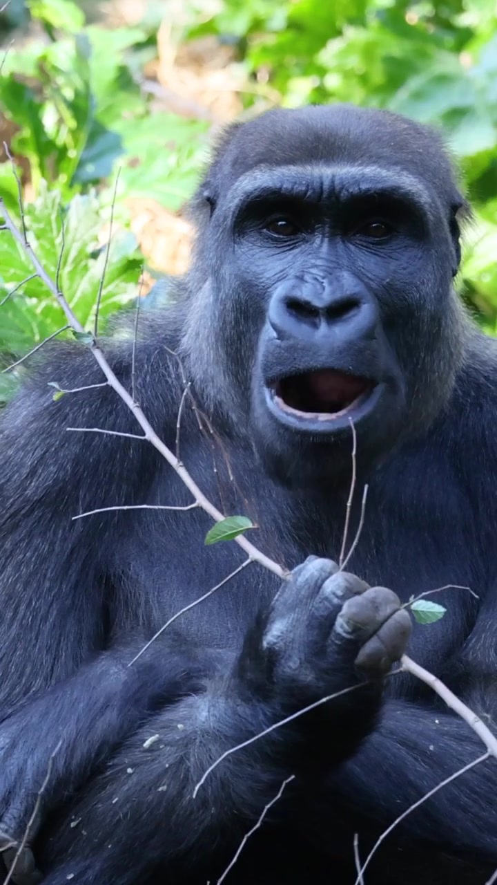 Uno scatto verticale ravvicinato di un gorilla che si nutre con calma di rami tra il fogliame verde.