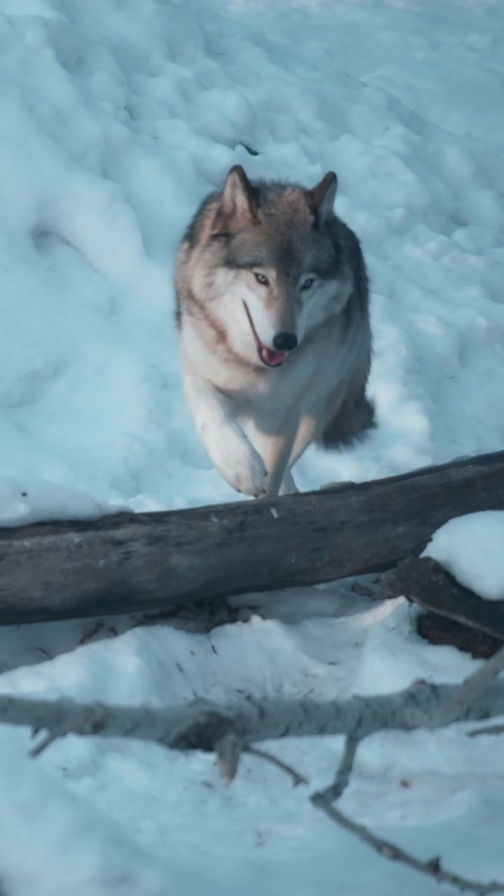 Grey wolf running through the snowy forest in winter. Vertical.