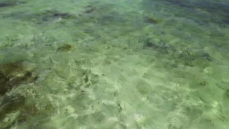 Pov-Viendo-Fluir-Humedal-Verde-Tranquilo-Y-Poco-Profundo,-Textura-De-Agua-De-Mar,-Archipiélago-De-Los-Roques