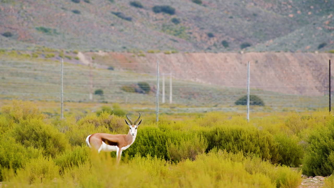 el carnero springbuck se encuentra al lado en el campo verde mientras pastorea