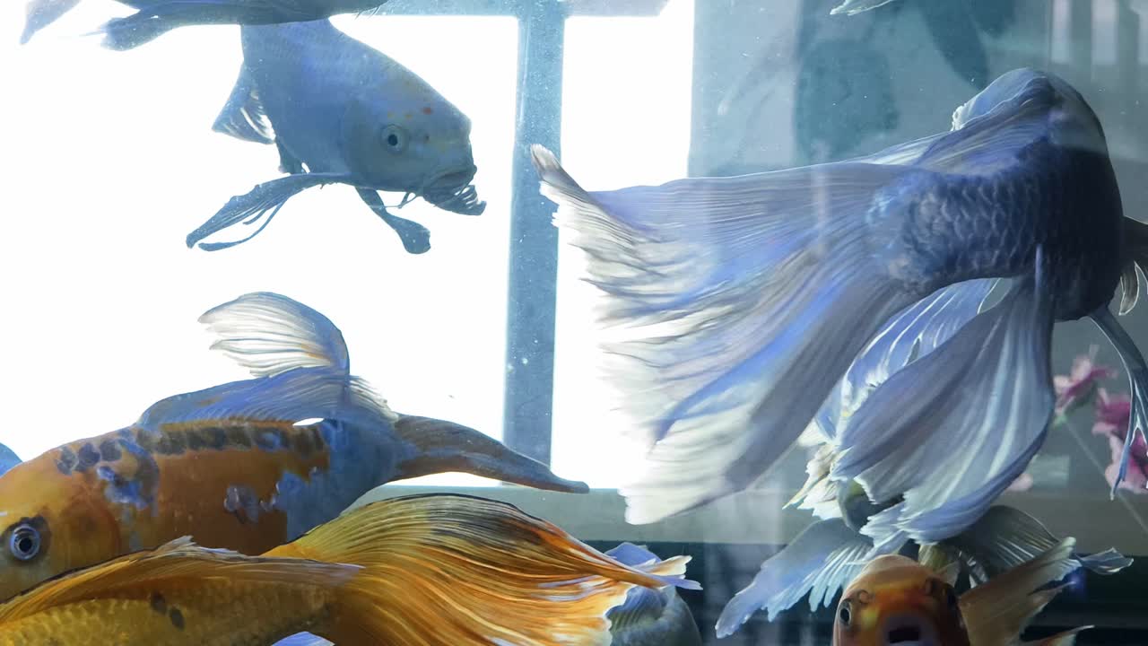 peces koi coloridos en el acuario