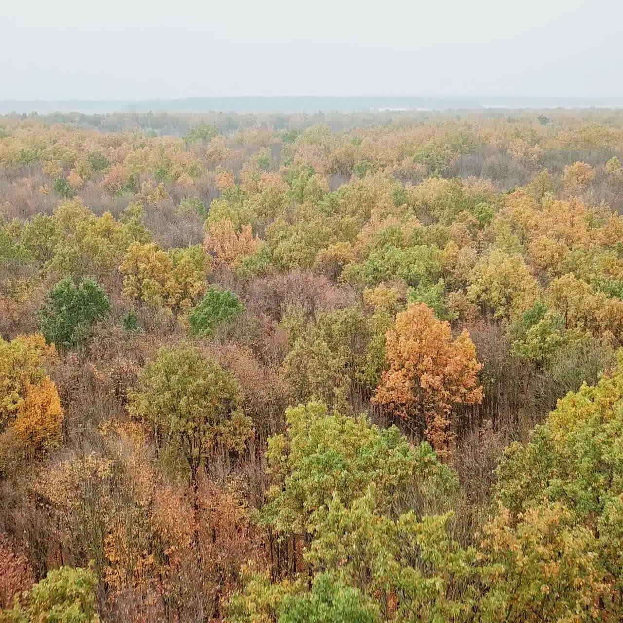 Natural view of woodland in autumn. Flying above bright colors of trees in fall at day time. Aerial view.