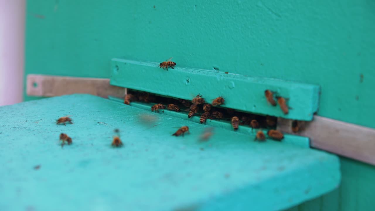 Bees Entering and Exiting Beehive