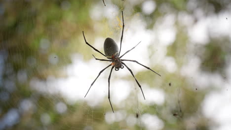 giant wood spider sits patiently on web in forest waiting for prey, upwards view