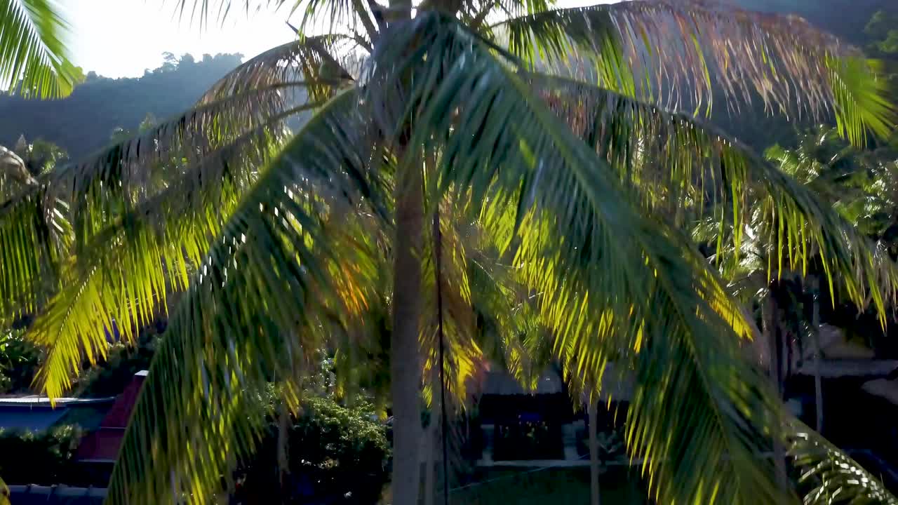 Tropical landscape with palm trees and buildings
