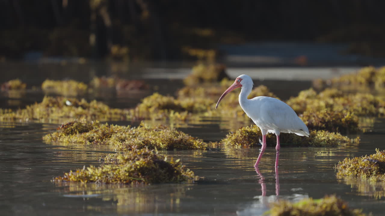 White Ibis on Beach Shore with Seaweed