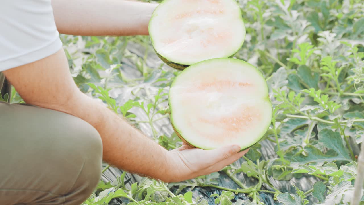 Farmer harvesting and cutting watermelon in greenhouse