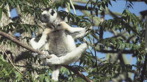 two white sifakas on a branch of a tree, one performing a short leap, medium shot