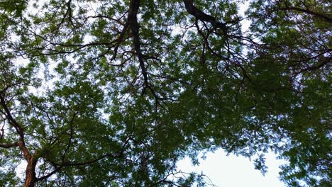 Tranquil-and-relaxing-view-of-trees-and-their-leaves-blowing-softly-on-a-summer-evening