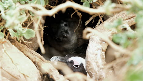 mother cape penguin with her animated chick in burrow on coastline