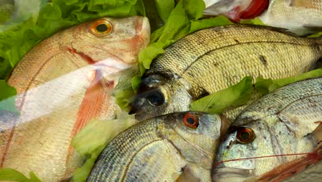 seafood lined up on ice at a marketplace, store - sea fish, shrimps, squid, crayfish, seafood cooked in vegetables.