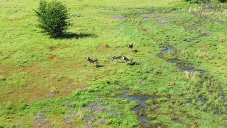 zebra's grazing next water seeping from the ground in the wild green grass plains