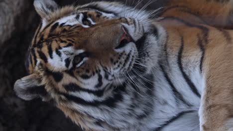 a series of close-up shots of a tiger yawning, roaring, and resting