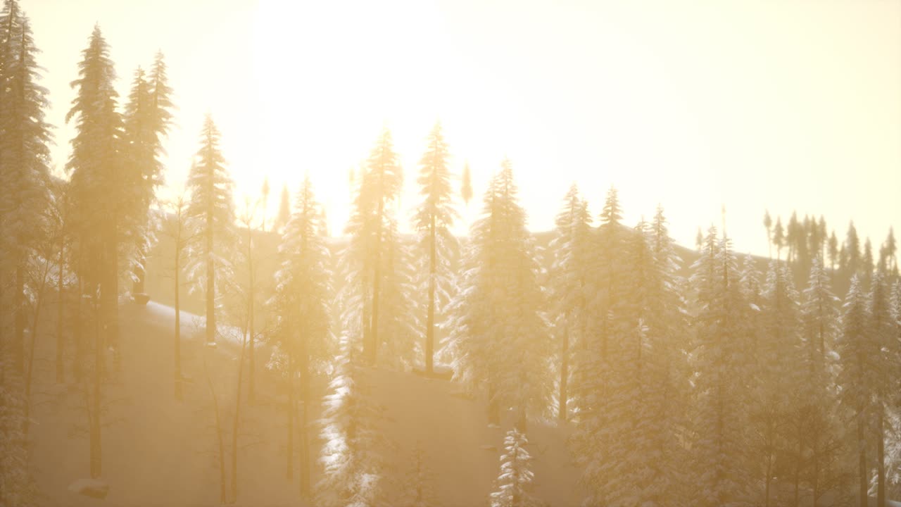 추운 겨울 아침 에 숲 의 공중 전망