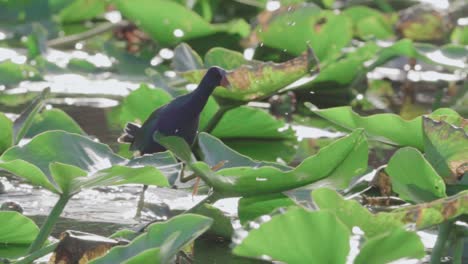 purple gallinule walking along spatterdock lily pads with morning light in slow motion