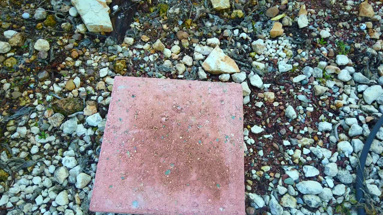Filmato ravvicinato di pietre da pavimentazione posate in un giardino, che mostra un uomo che posa le lastre rosse in giardino. Il clip è ideale per miglioramenti domestici, giardinaggio, paesaggistica fai da te e attività all'aperto