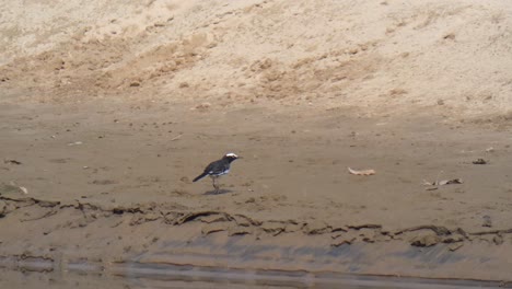 oriental magpie robin mp4