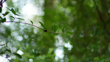 plantas de vid rastreras en el fondo bokeh