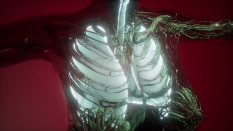 cuerpo humano con pulmones visibles